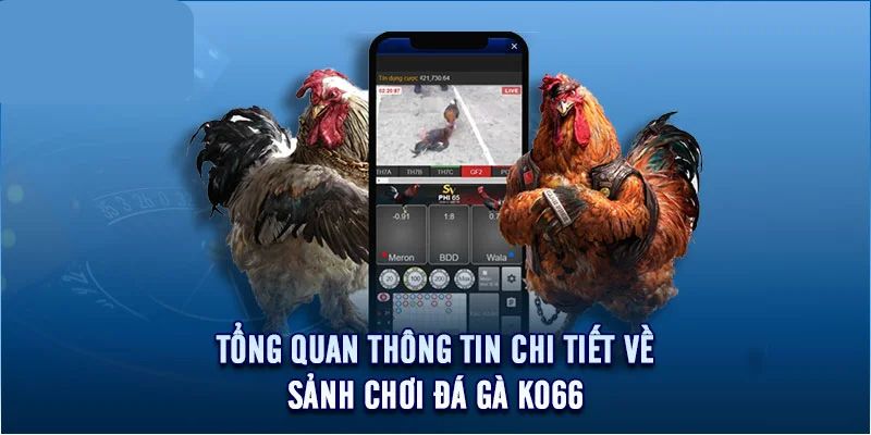 giới thiệu về đá gà Ko66