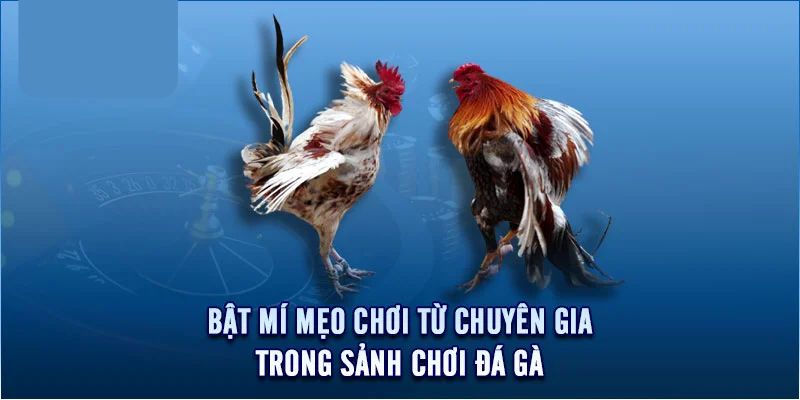 Kinh nghiệm nên tham khảo khi trải nghiệm chọi kê 